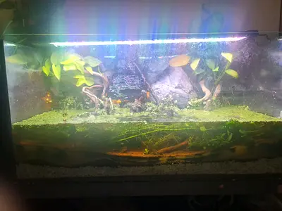 Planted Aquarium Tank with waterfalls,small guppies, black/blue neon tetras, accessories and decor