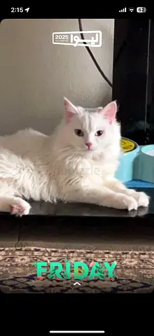 Free Turkish angora cat