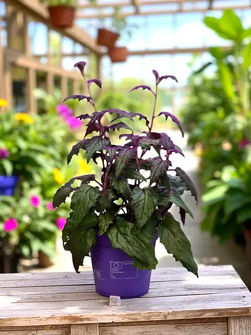 Indoor potted purple-leaf ornamental plant — ready to rehome