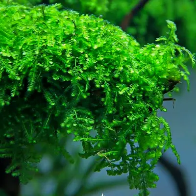 Vesicularia ferriei weeping moss