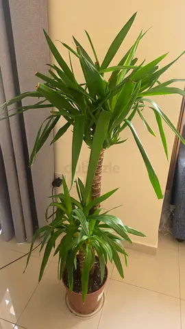 Large Healthy Yucca Indoor Plant – Easy Care