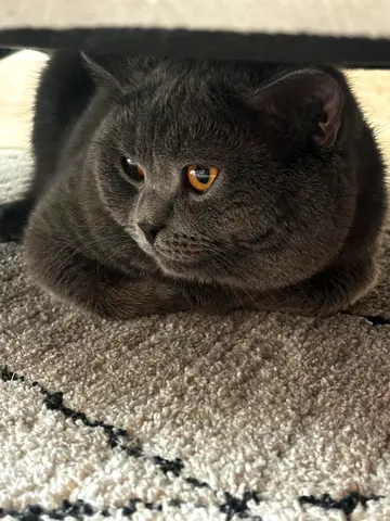 Cat for free adoption