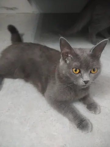 the cat are nice and need home sweet ant they are very nice and the eat will every thing OK with cat