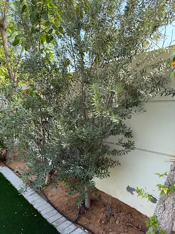 Healthy Outdoor Olive Tree