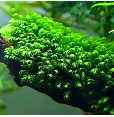 Fissidens fontanus a.k.a Phoenix Moss. (Imported from Indonesia)