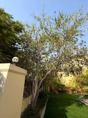 Large Mature Outdoor Garden Tree