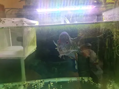 Fish tank with a male and female flowerhorn