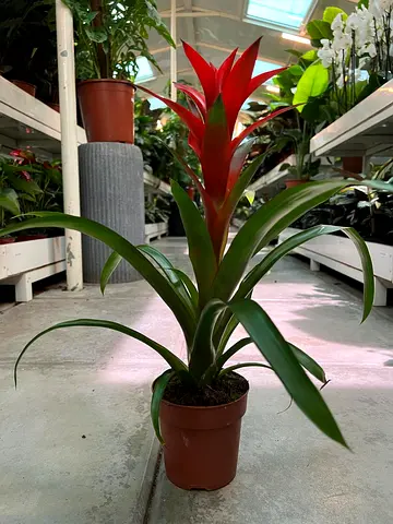 Guzmania Bromeliad Indoor Potted Plant - Bright Red Flowering