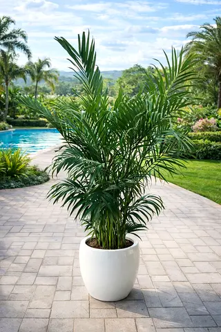 Live Kentia Palm in White Pot - Healthy Indoor/Outdoor Plant