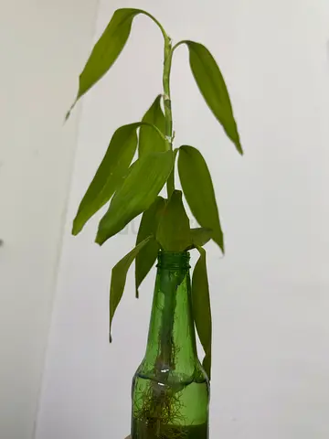 Lucky bamboo cutting in glass bottle - easy indoor plant