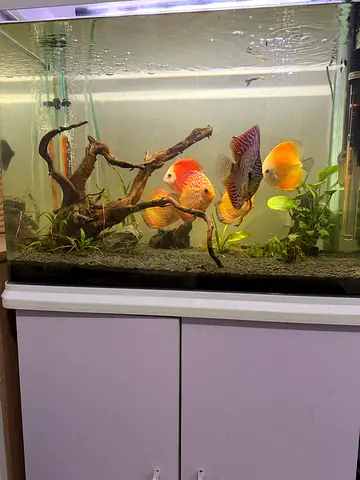 Aquarium 60CM with Cabinet