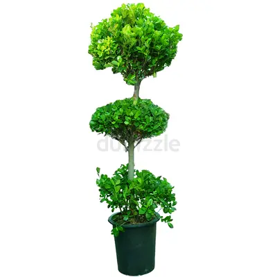 Three-tier Topiary Indoor/Outdoor Potted Greenery - Ready to Decorate