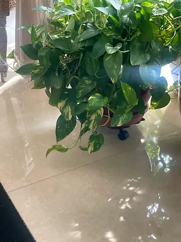 Healthy Pothos (Money Plant) in Pot - Ready to Move