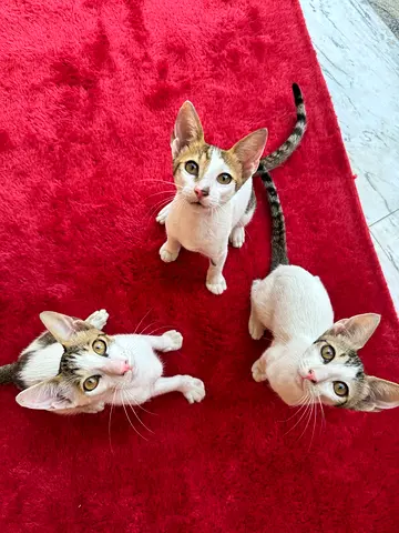 3 PURRFECT energetic KITTENS!