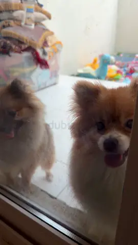 Two friendly Pomeranian dogs looking for a new home