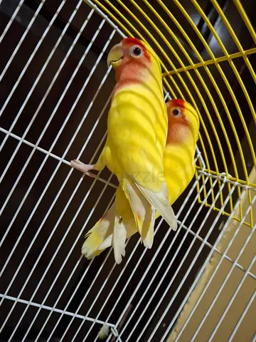 Pair of Yellow Lovebirds (Peach-faced) with cage Ready for Rehoming