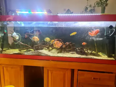 Reef octopus fish tank