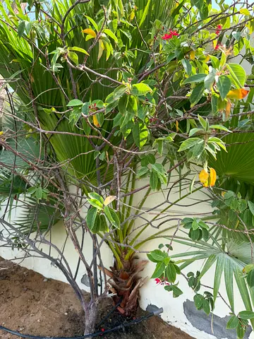 Outdoor Garden Plants and Palm Tree
