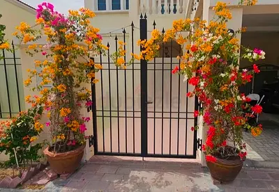 Bougainvillea plants available in a wide range of sizes, colors, and beautiful varieties
