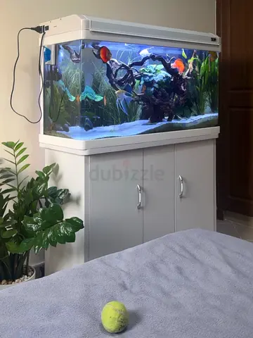 Large Curved Glass Fish Aquarium with Cabinet and Lighting