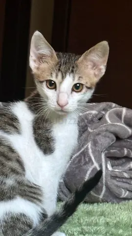 Kitten for free