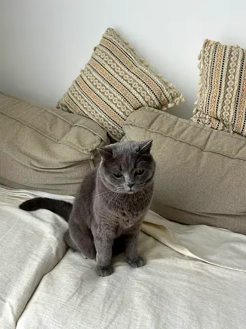 Adorable British Shorthair Male Cat