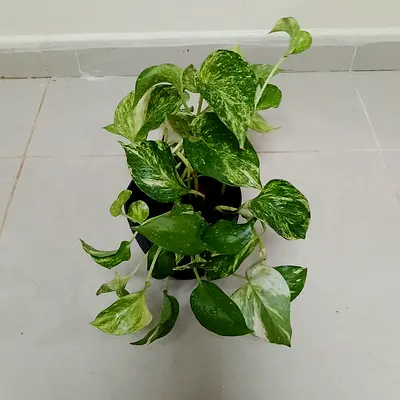 Moneyplant