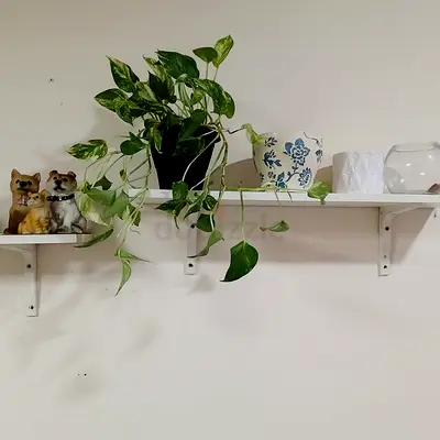 Money plant