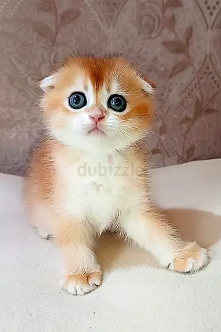 Scottish fold kittens