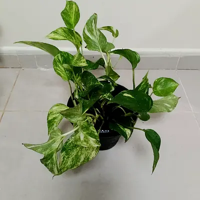 Money plant