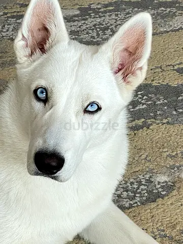 German Shepherd × Siberian Husky
