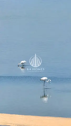 شقتك علي البحر وسط محميه طبيعيه مجمع هادي وسط فلل وقصور اسال علي خطه الدفع