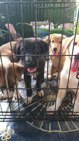 5 Dogs Needing a Caring Home (Free Adoption / No Fees)