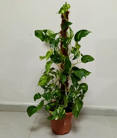 Money plant