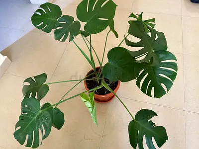 Real plant Monstera with pot