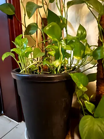 Large Golden Pothos (Money Plant) in decorative pot