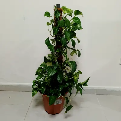 Moneyplant