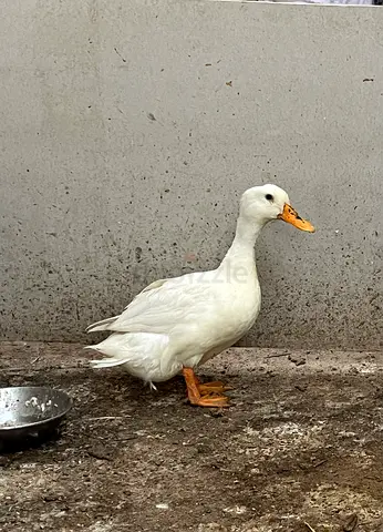 Duck