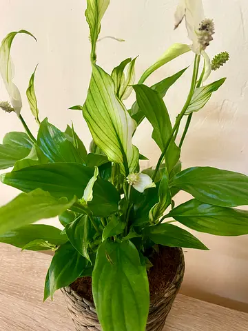 Peace lily with IKEA pot