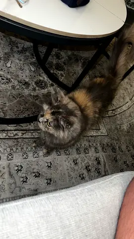 2-For adoption 2year-old female Persian mix cat - friendly, indoor