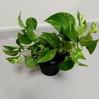 Moneyplant