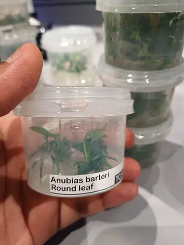Anubias barteri Round leaf