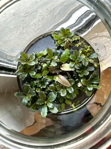 Bucephalandra 10 aed per rhizome