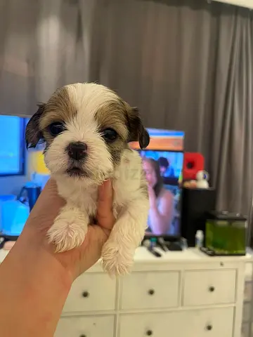 pet