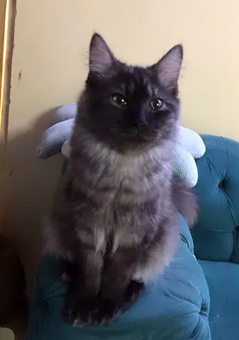 FREE ADOPTION ONLY WHO IS SERIOUS