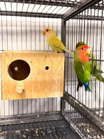 Tamed African love birds