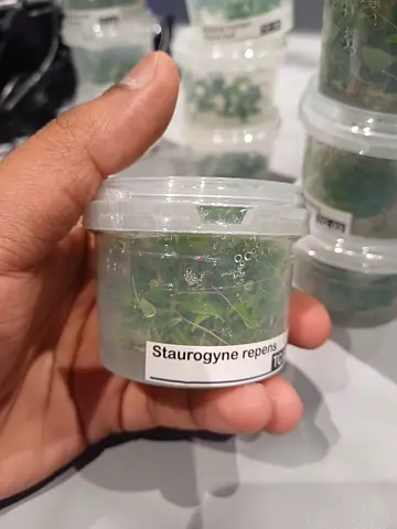 Staurogen repens