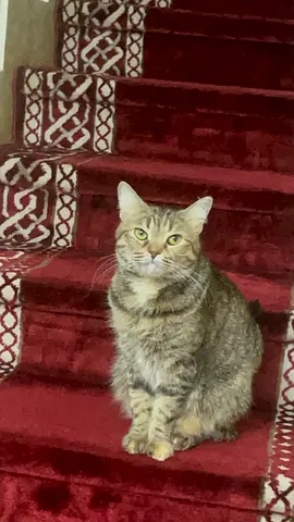 Giving up cat for adoption