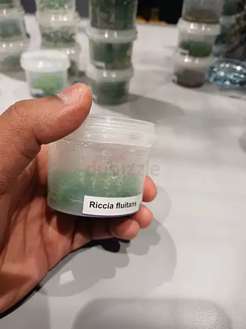 Riccia fluitans