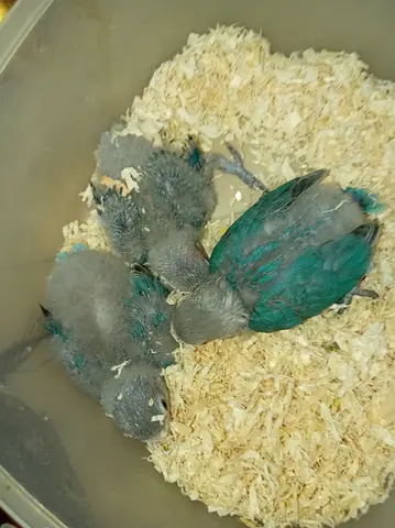 Pale fallow Jumbo chick different age healthy very active nice color mutation if you interested